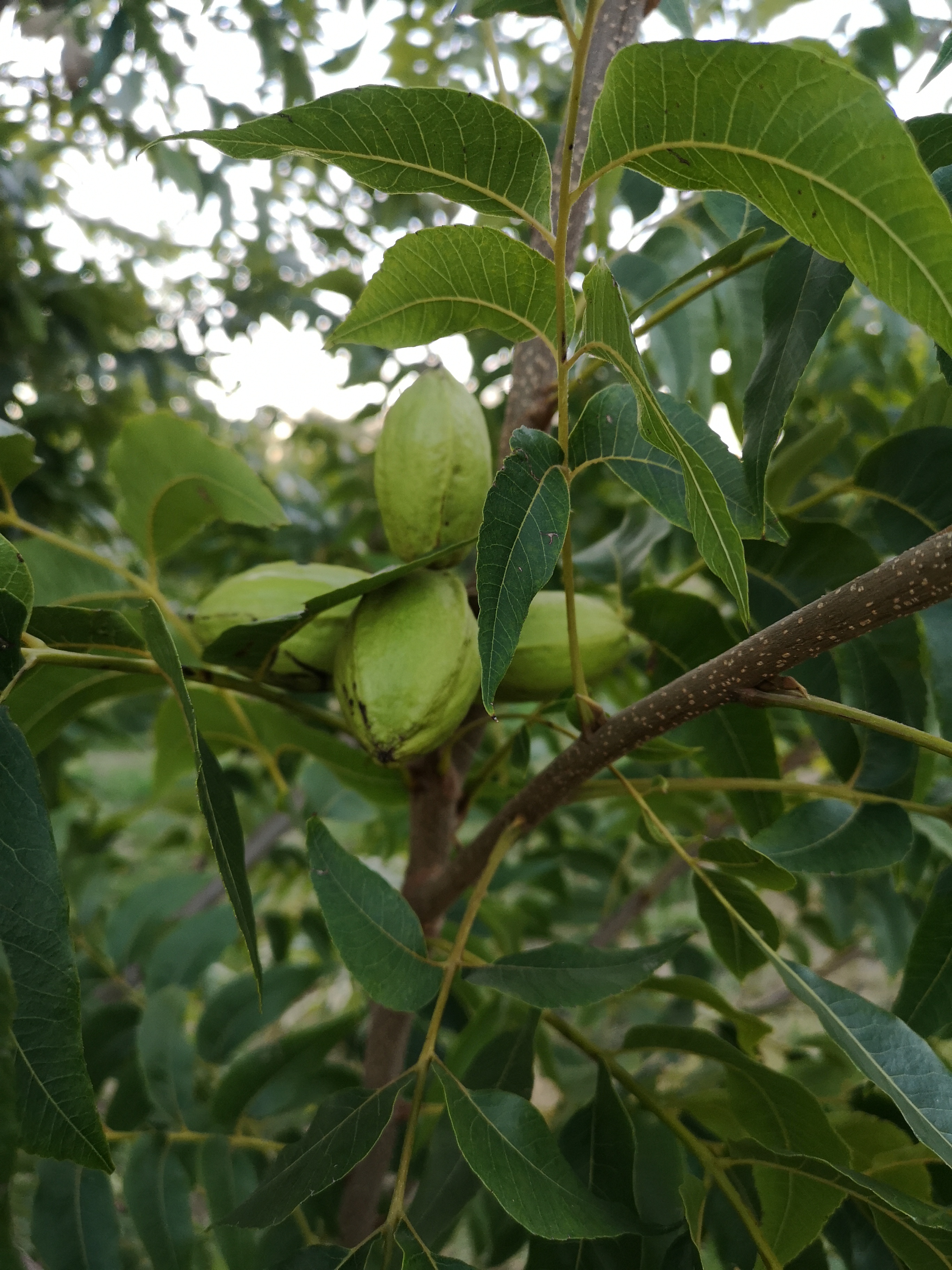 Green pecans growing on a tree